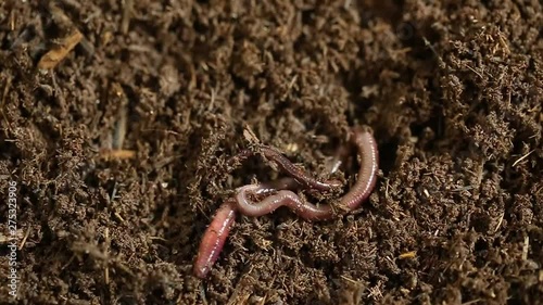 Earthworms in mold, macro photo photo