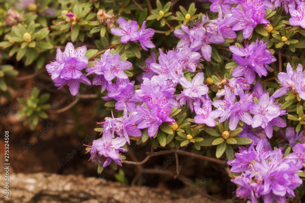 Fototapeta premium Rhododendron hippophaeoides at the Botanical Garden Berlin-Dahlem, Germany