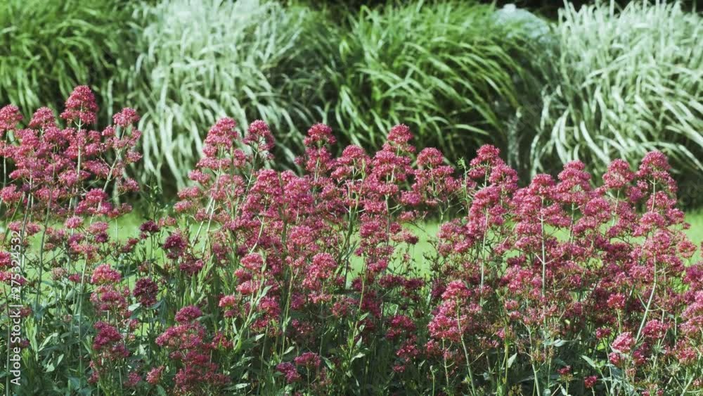 Le vent qui souffle sur des plantes florales d'un parc public