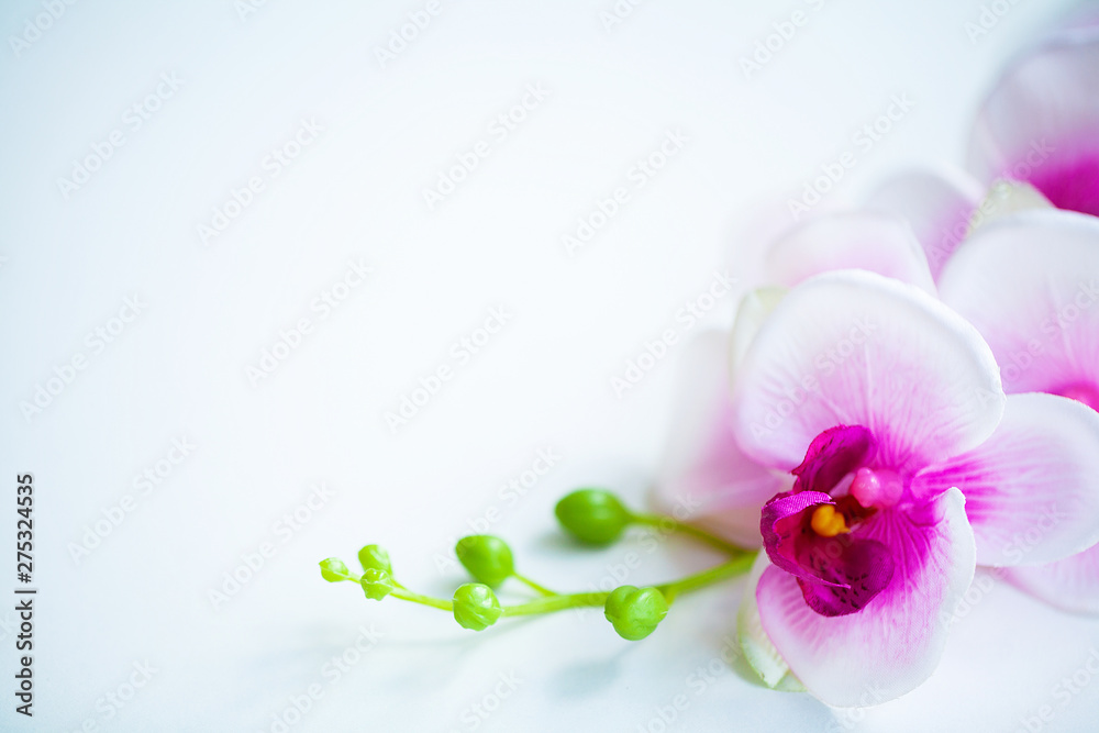 Spa and wellness scene. Orchid flower on the wooden pastel background Spa and wellness scene. Orchid flower on the wooden pastel background