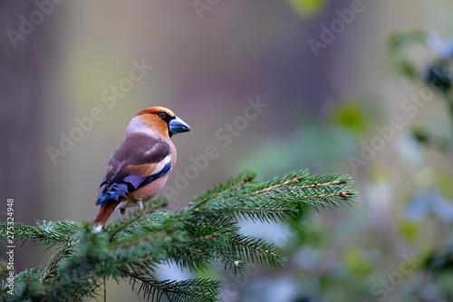 Slika na platnu branch, forest, european, holland, fauna, nature, hawfinch, bird, wild, animal,