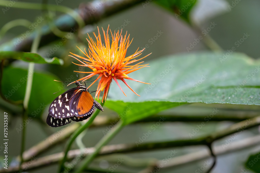 Close up view of a monarch butterfly on a flower Close up view of a monarch butterfly on a flower