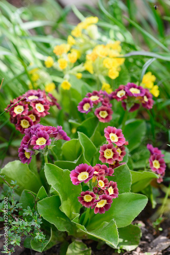 Beautiful primula