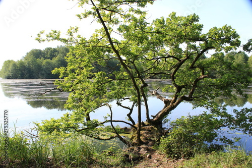 L'arbre sur l'eau