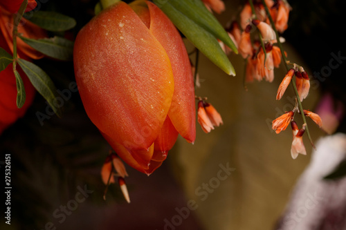 Macro on frozen tulip. Beautiful funeral arrangement