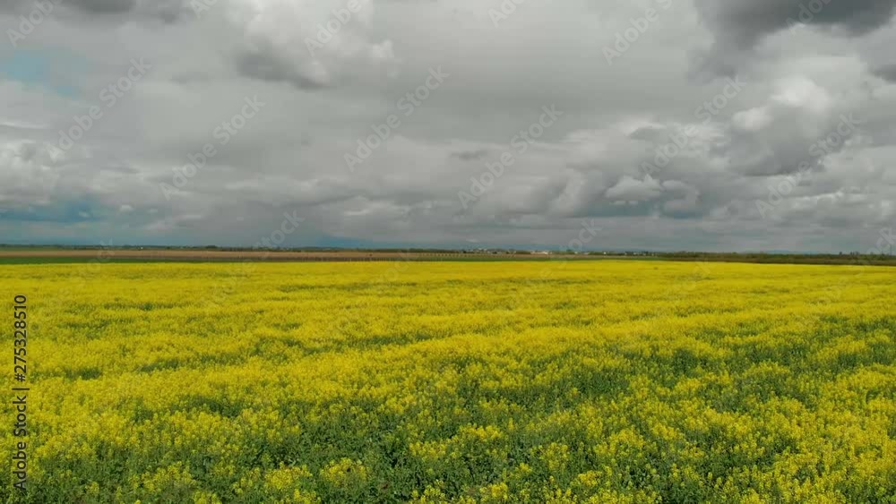 Flying fast over rapeseed field Flying fast over rapeseed field