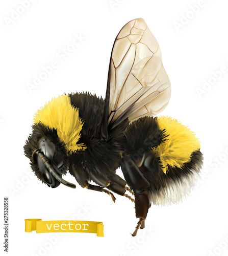 Fotografia Bumblebee. 3d realistic vector icon