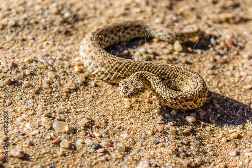 Sidewinder snake on a sand dune in the Namib desert, Namibia photo