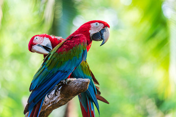 Group of colorful macaw on tree branches