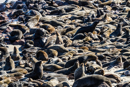 One of the largest colonies of Cape Fur Seals in the world, Cape Cross, Skeleton Coast, Namibia © Stephen