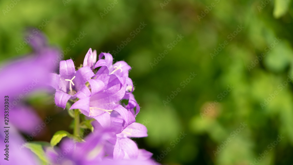 beautiful purple flowers on green foliage background beautiful purple flowers on green foliage background