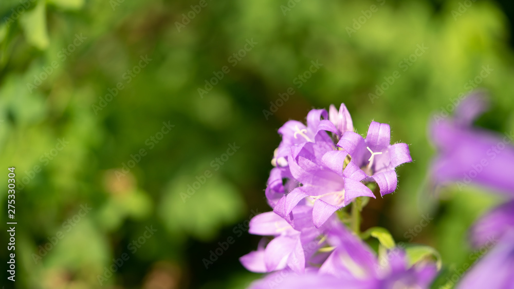 beautiful purple flowers on green foliage background beautiful purple flowers on green foliage background