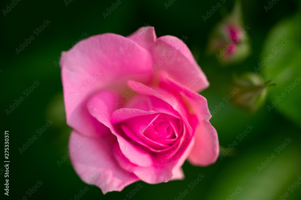 rose flower gently pink color, macro photo with blur rose flower gently pink color, macro photo with blur