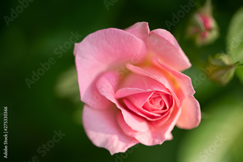 rose flower gently pink color, macro photo with blur