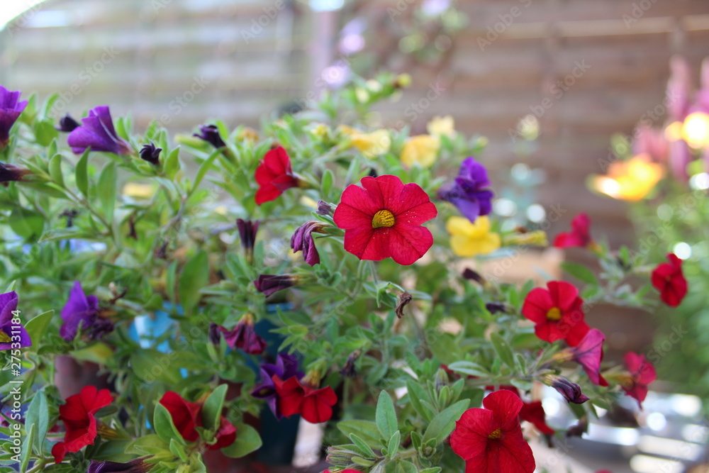 Petunia flowers in the garden