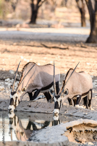 Photography Gemsbok, a large oryx antelope, and the national symbol of Namibia, hunted mainly for their spectacular horns