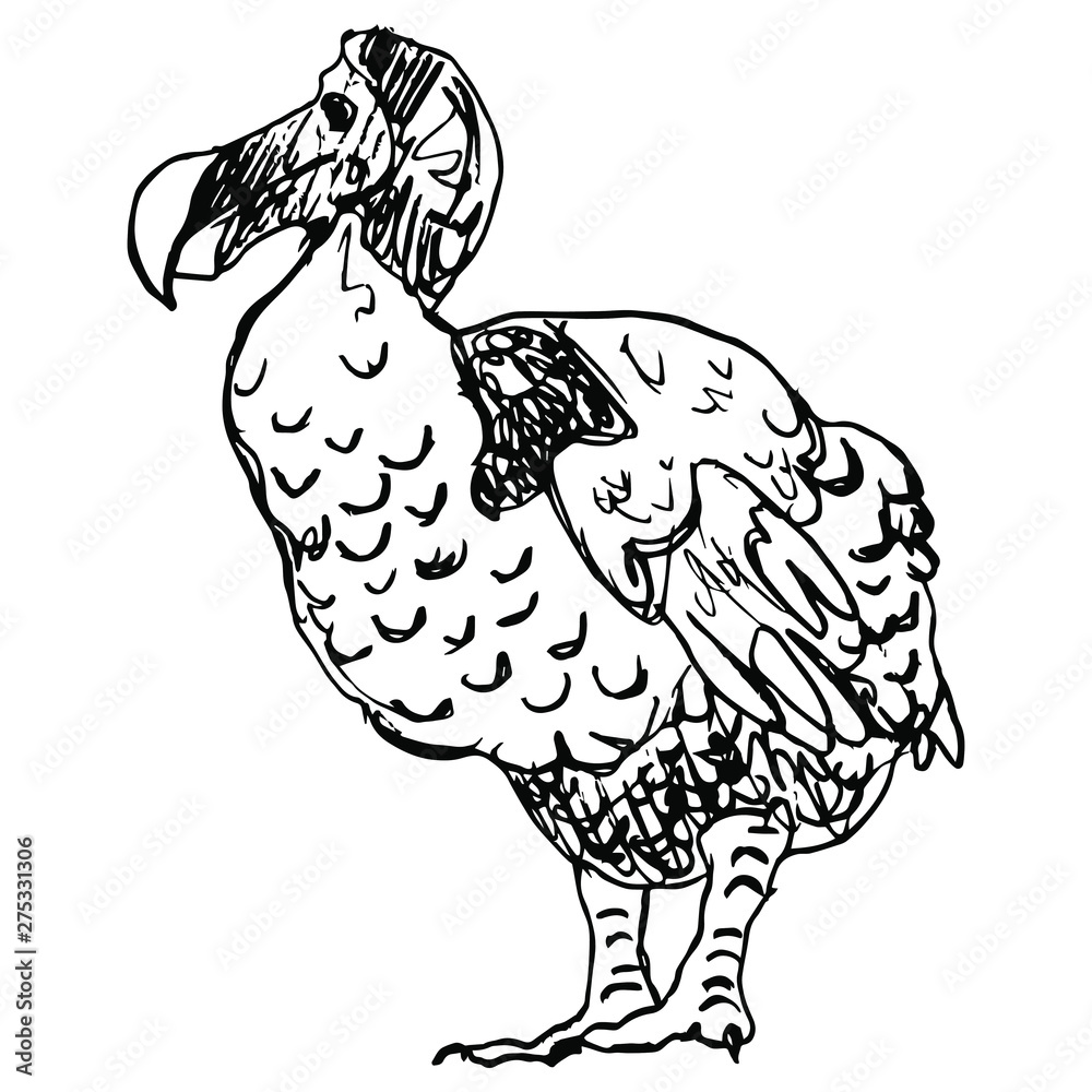 Hand drawn doodle sketch of an extinct bird dodo from Mauritius island ...