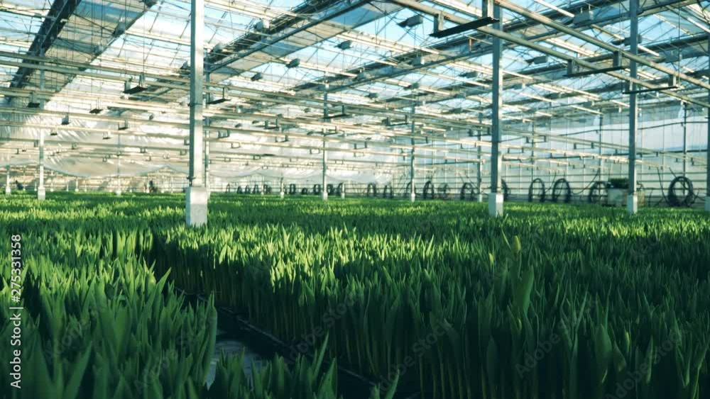 Greenhouse full of tulips, growing in ground. Greenhouse full of tulips, growing in ground.