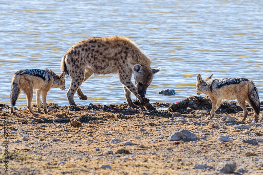 Black-backed jackals steal meat from a pair of spotted hyenas which have just killed a large male kudu. Black-backed jackals steal meat from a pair of spotted hyenas which have just killed a large male kudu.