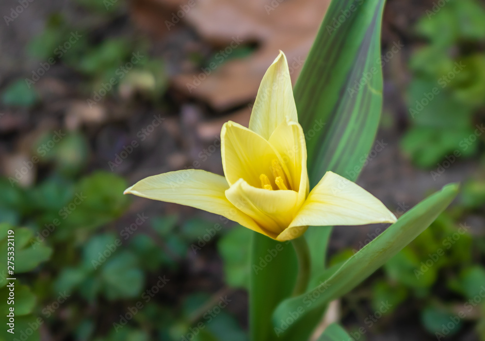 Fototapeta premium Beautiful yellow flower