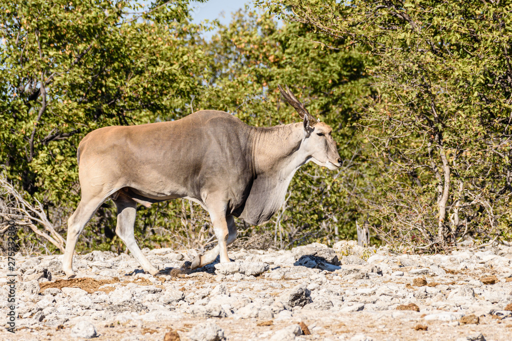 Fototapeta premium Common eland, the second largest of all antelopes, reaching around 1.6m at the shoulder.