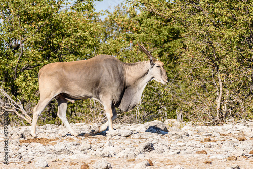 Common eland, the second largest of all antelopes, reaching around 1.6m at the shoulder.