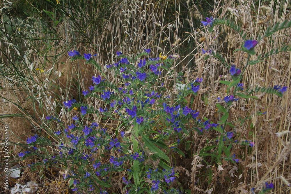 Obraz Niebieskie kwiaty na Sycylii
