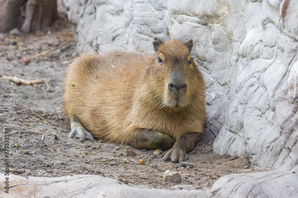 Adult capybara. Herbivorous mammal. Wild nature. Living conditions for wild animals in European zoos. Large rodent. Adult capybara. Herbivorous mammal. Wild nature. Living conditions for wild animals in European zoos. Large rodent.