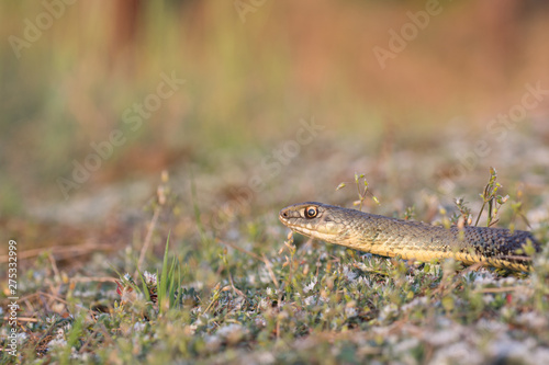 Montpellier snake, Malpolon monspessulanus, male. photo