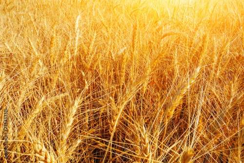 Wheat field  agriculture  wheat cultivation close up