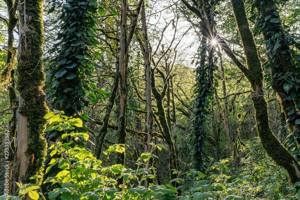 Fototapeta premium Sun through trees overgrown with moss in dense rainforest
