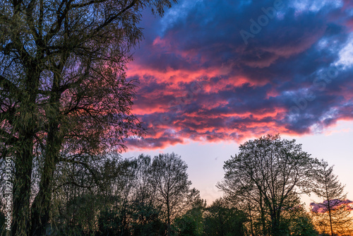 over the top of the trees are clouds of red and blue shades lit by sunset; tree silhouettes on sky background
