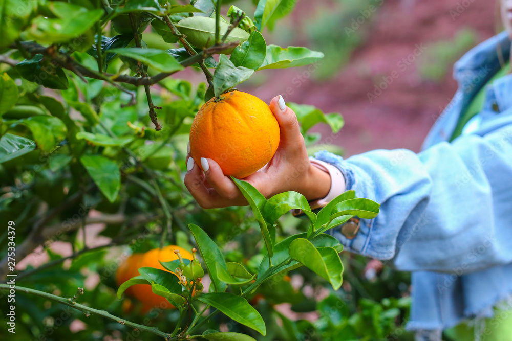 woman picking oranges  in garden