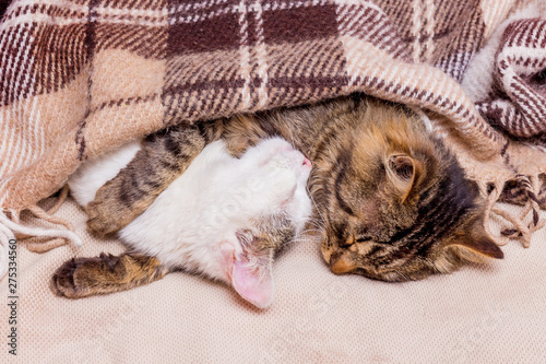 Two kittens, covered with a plaid, lie hugging. Strong sleep_
