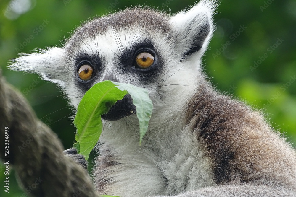 Fototapeta premium Cheeky ring-tailed lemur eating at the zoo