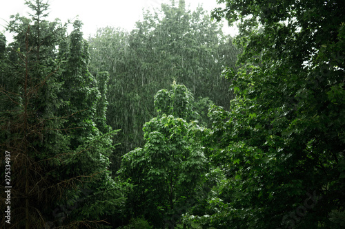 heavy rain on the background of green trees. Landscape in the wet forest. Beautiful background.