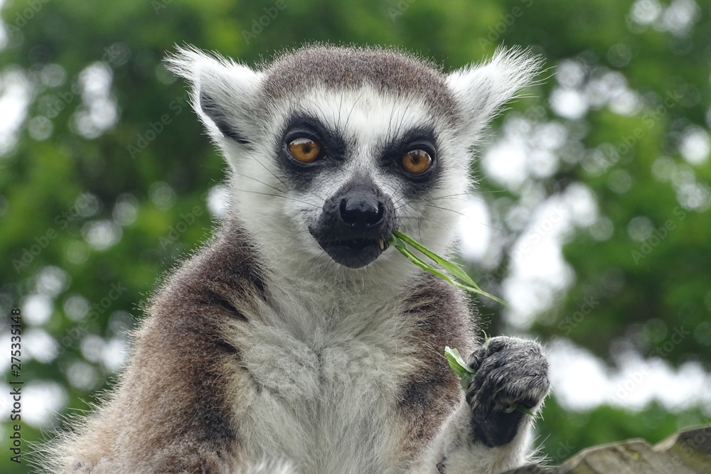 Obraz premium Cheeky ring-tailed lemur eating at the zoo