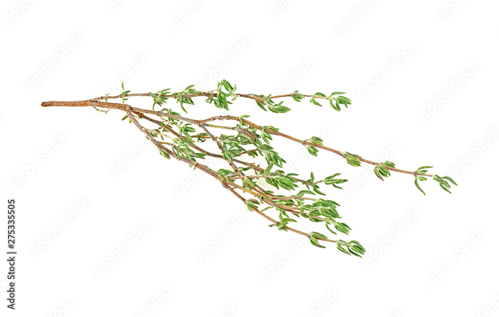 Fototapeta premium Sprig of fresh thyme isolated on a white background