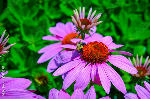 bee visiting echinacea purpurea