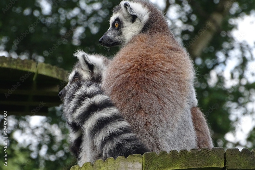 Fototapeta premium Cute ring-tailed lemurs huddling at the zoo