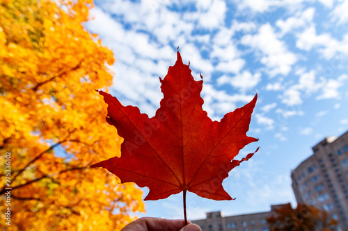 Red leaf of a maple against the blue sky and yellow leaves.