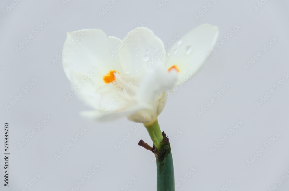 Obraz premium Iris Japanica decorative exotic flower from Orient