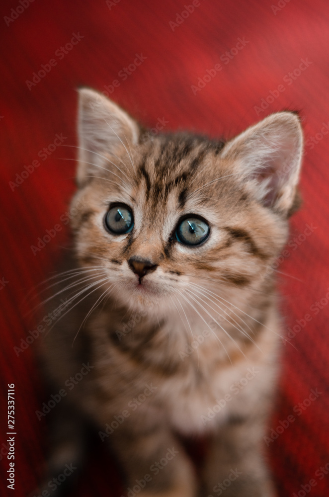red cat red cat