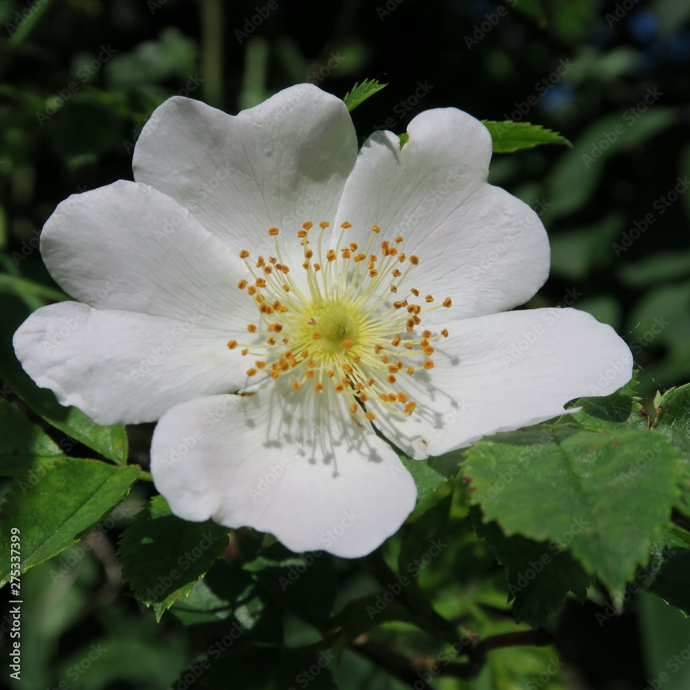 Obraz premium white roses in the summer in the green garden