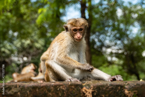 primate monkey in sri lanka sitting on the ground