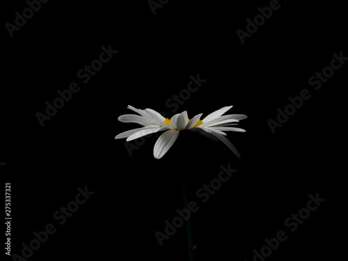 Margarita pétalos al viento