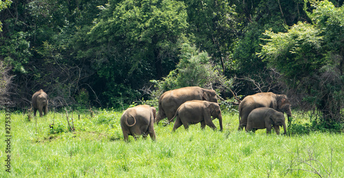 elephants next to the road in Dambulla Sri lanka