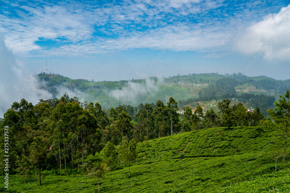 blick über die Teefelder in Sri lanka