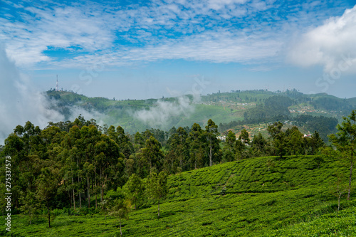 blick   ber die Teefelder in Sri lanka