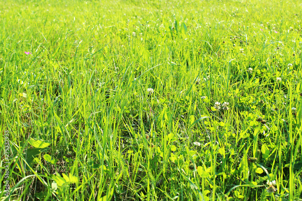 Meadow of bright green grass lit by sunlight Meadow of bright green grass lit by sunlight